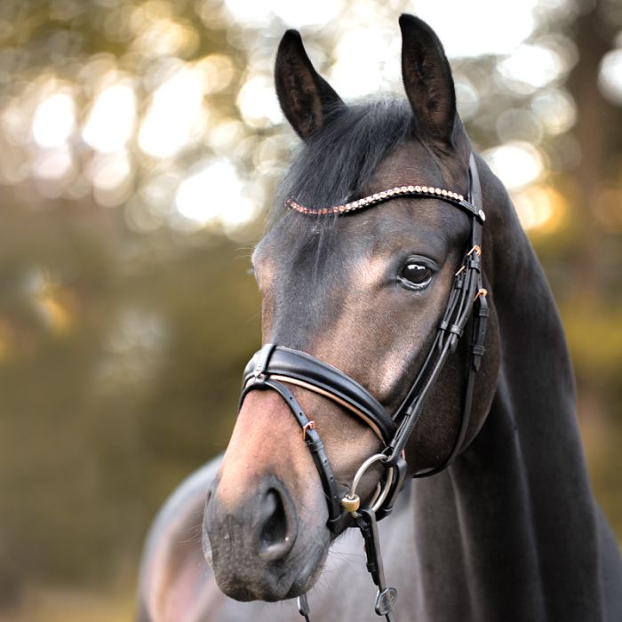 Ogłowie Rose Kavalkade z nachrapnikiem szwedzkim - Cavalo